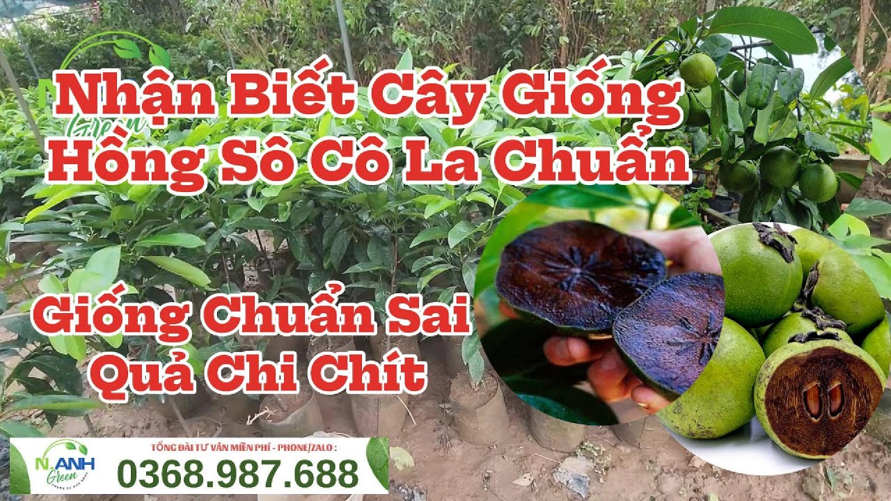 Đừng Mua Cây Giống Hồng Socola Trước Khi Xem Video Này! Cách Phân Biệt Giống Chuẩn | ĐT: 0368987688