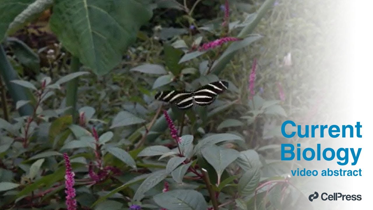 Spectral tuning of motion vision in butterflies / Curr. Biol., Dec. 22, 2025 (Vol. 36, Issue 2)