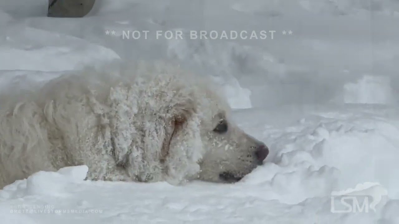 3-02-2024 Truckee California - massive blizzard delivers!