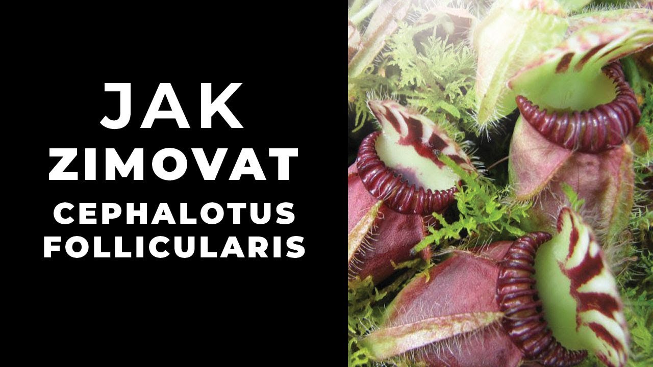 Jak zimovat cephalotus follicularis?