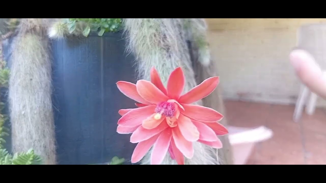 Primeiro vídeo delas gravando sozinhas espero que gostem 🥰