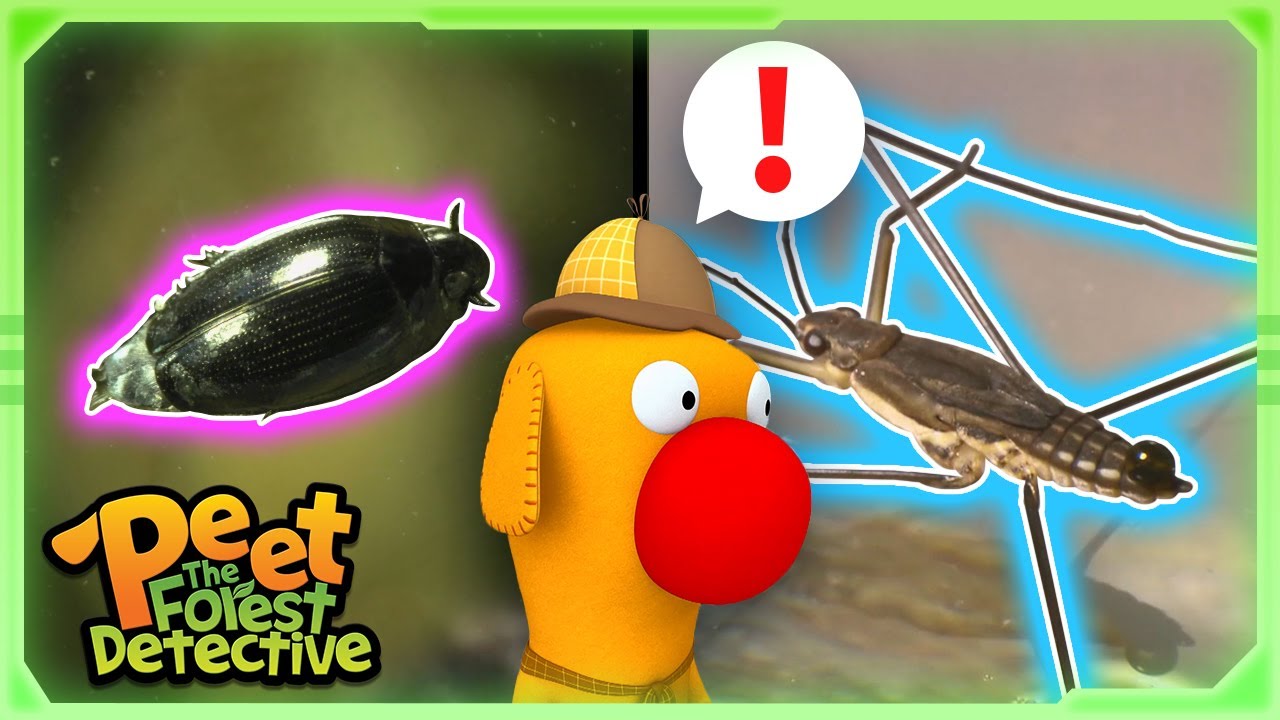 Water-Walker Bug Predators! 🦟🪲 | Full Episode | Cartoons for Kids | Peet The Forest Detective