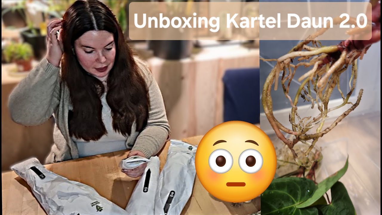 Unboxing Plant-Haul - Kartel Daun Import November 2024 Livesale + Update Import Oktober