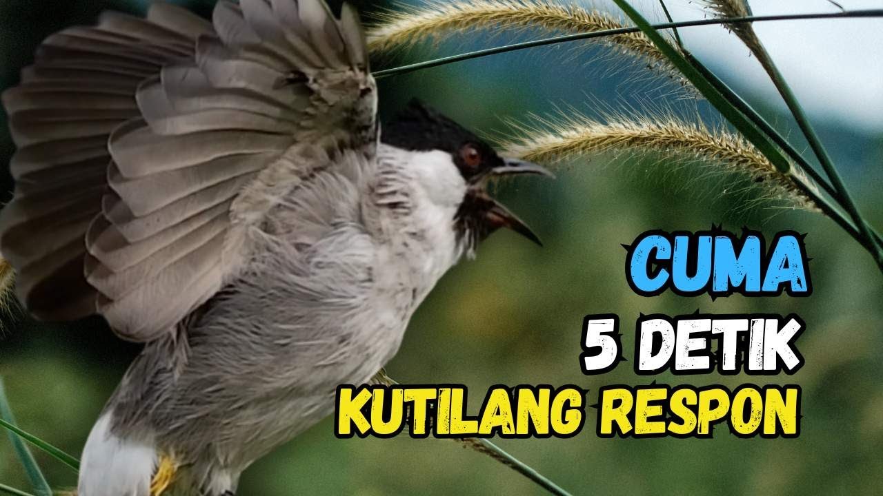 Pasti Nyaut,,!!! Suara Pancingan Burung Kutilang Gacor Ampuh'