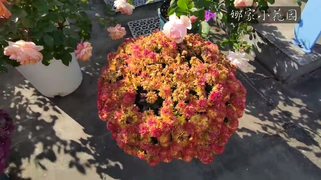 球菊（千头菊）的冬季修剪全过程演示