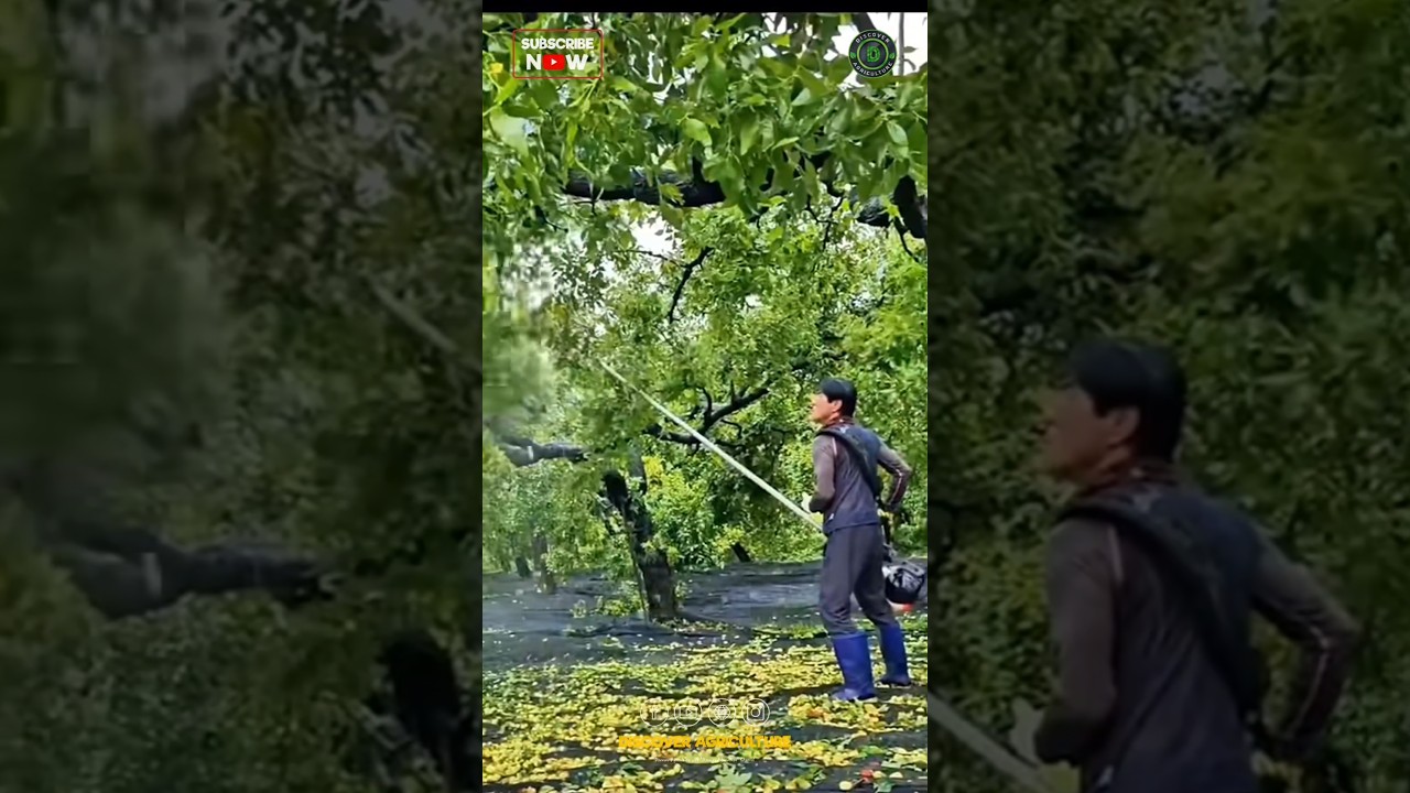 Fruits Harvesting Vibrating brushcutter Attachment