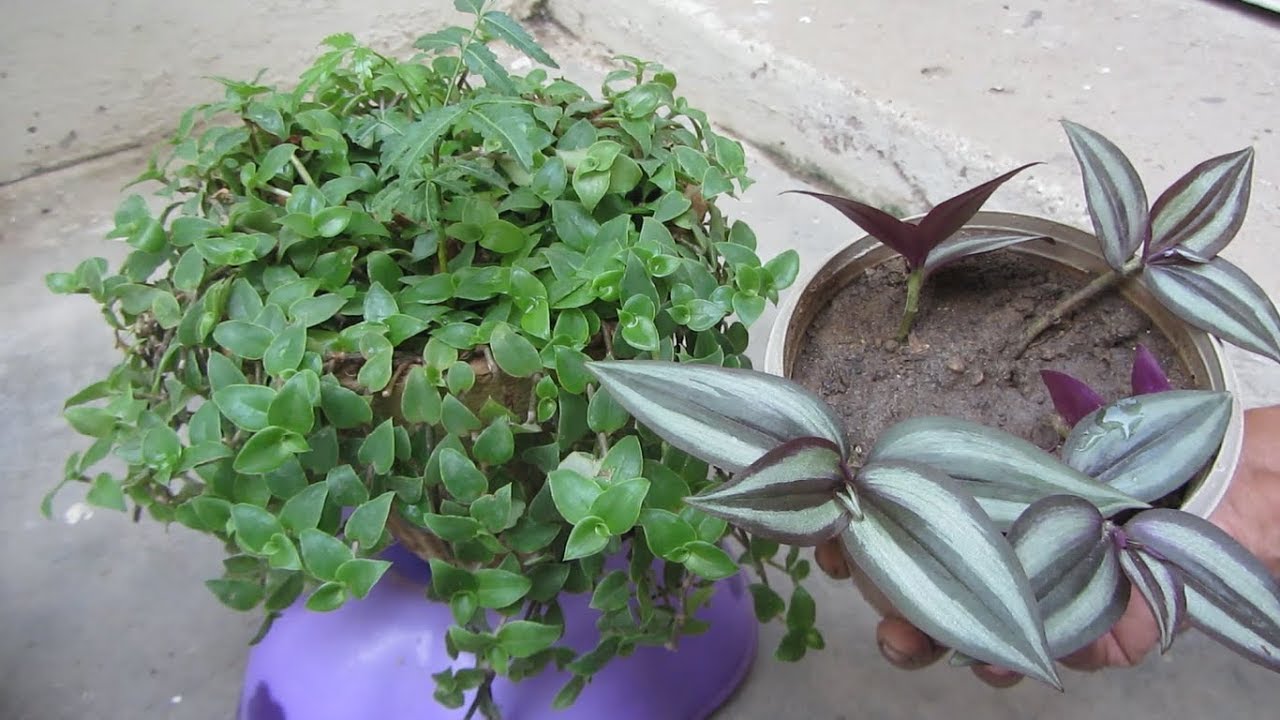 Turtle Vine & Wandering Jew - Easy to Grow From Cuttings | Hindi/Urdu