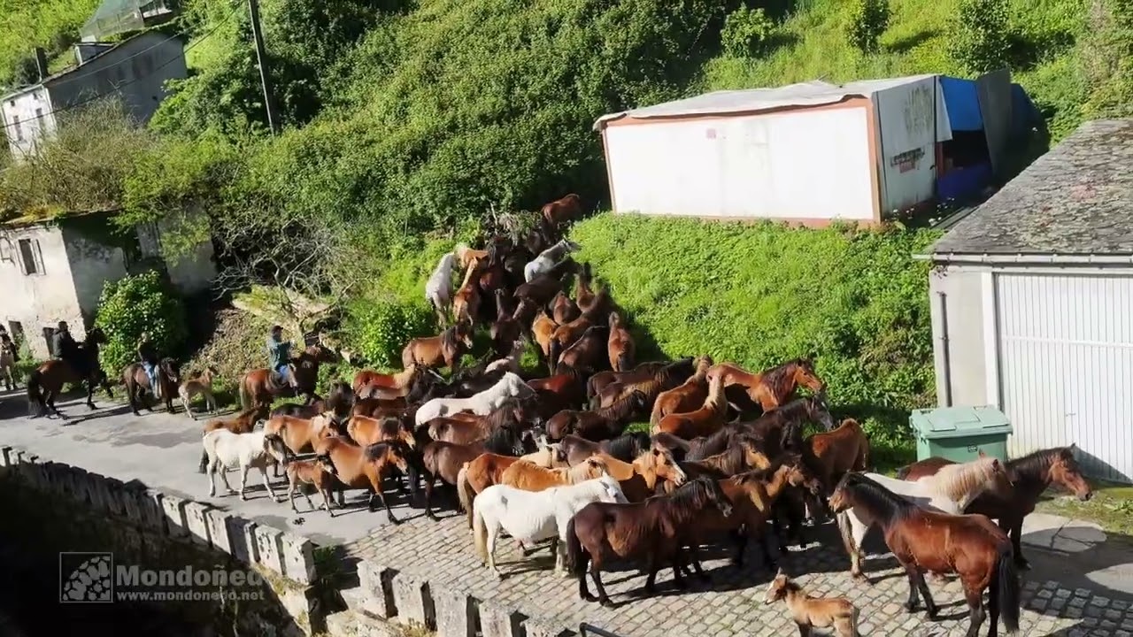 As Quendas 2025  - Caballos hacia la feria