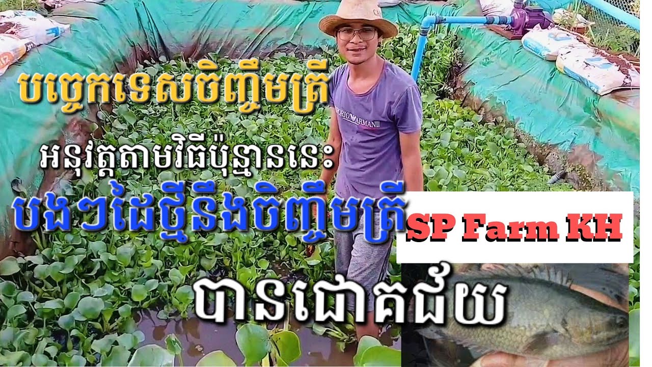 បច្ចេកទេសចិញ្ចឹមត្រី (ត្រីអណ្តែង ត្រីក្រាញ់) មើល៤ជំហាននេះដល់ចប់បងៗដៃថ្មីអាចចាប់ផ្តើមចិញ្ចឹមត្រីបាន