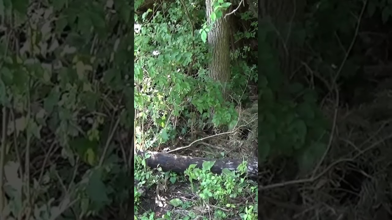 REAL NINJA TRAINING 🥷🏻 Basic NINJUTSU Camouflage Hiding Techniques #Shorts