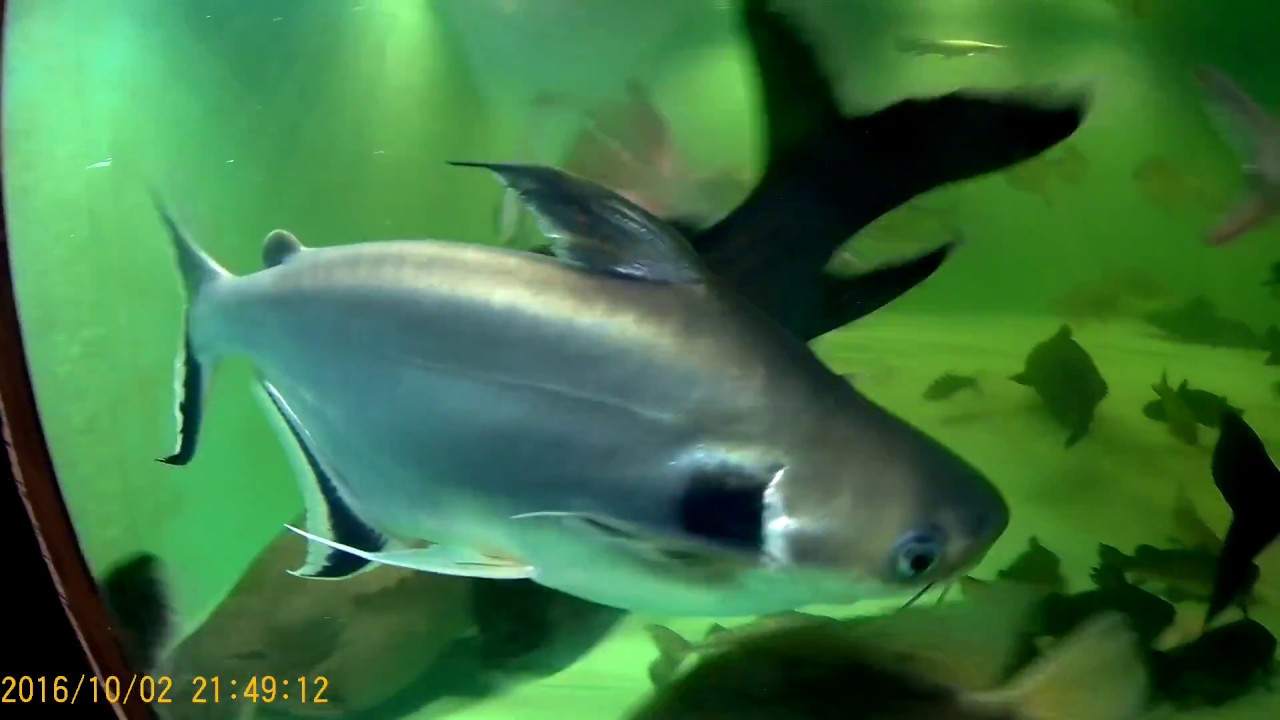 Black ear shark catfish, ~1 thick foot, Dec 19 2016