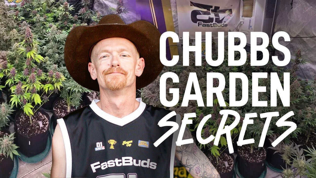 🏡 Home Visit with Chubbs 🌿 &ndash; The Autoflower Grow That Keeps Winning Cups 🏆
