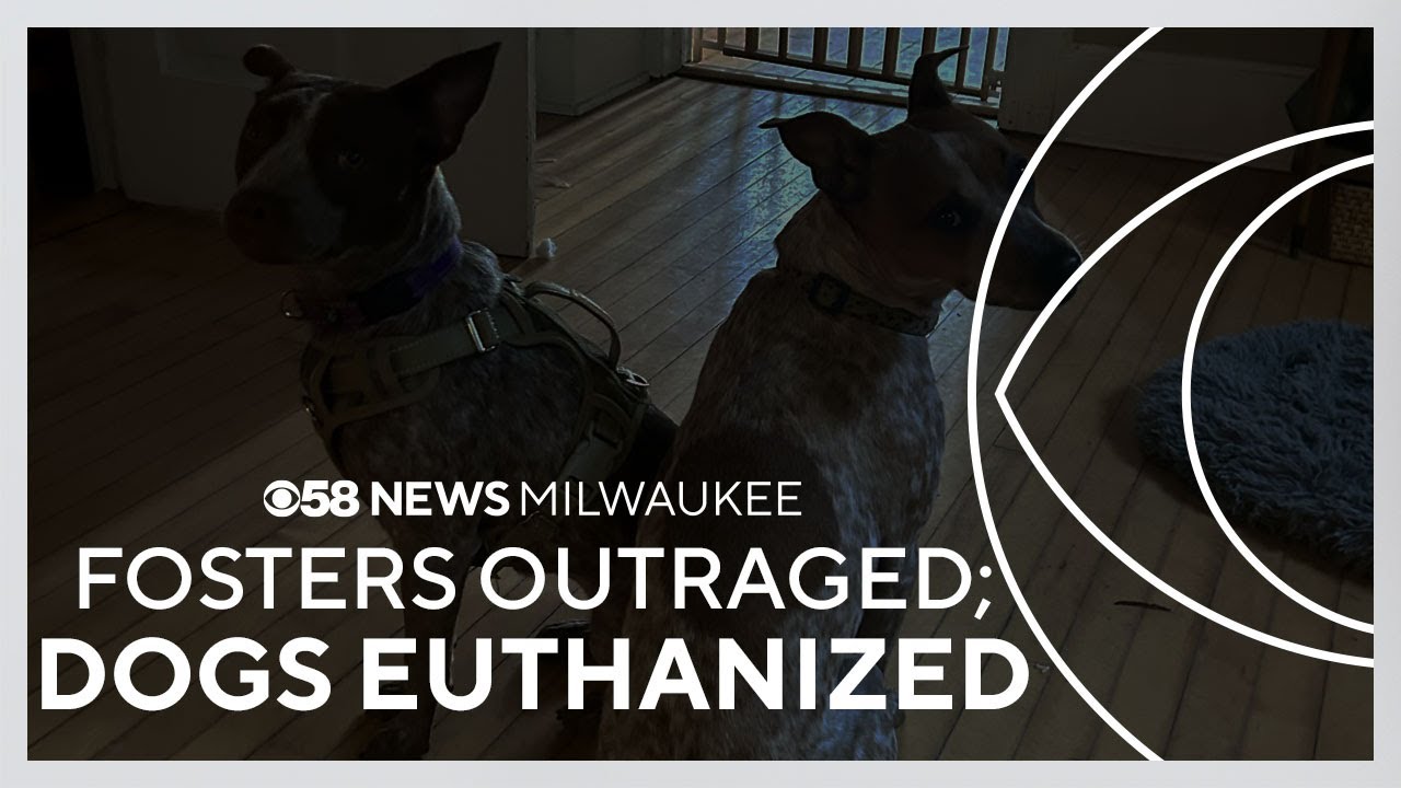 Dog fosters outraged after learning dogs sent to sanctuary were actually euthanized