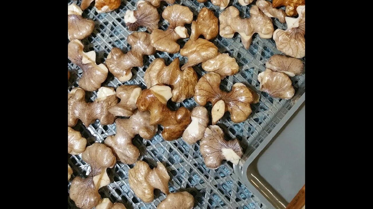 Rapid sawing Black Walnuts with the Walnut Saw™