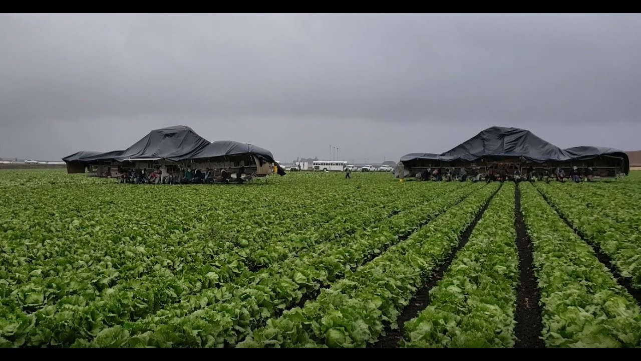 LIVE FROM THE FIELDS: Salinas Valley Rain