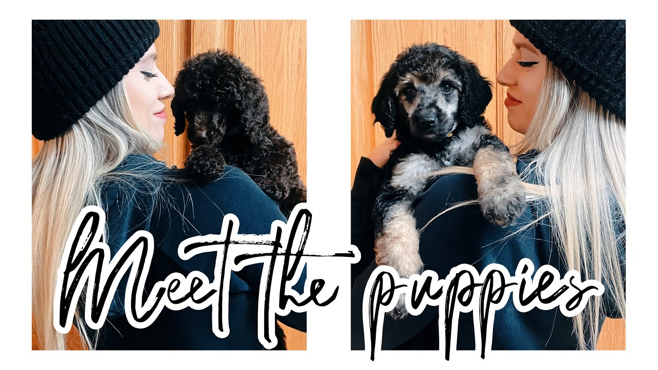 MEET THE PUPPIES ♡ // VLOG