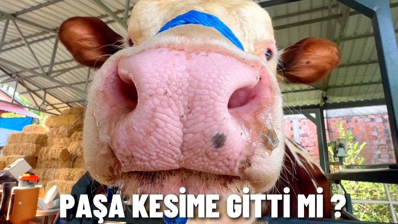 PAŞAYI KESİME Mİ GÖNDERDİK