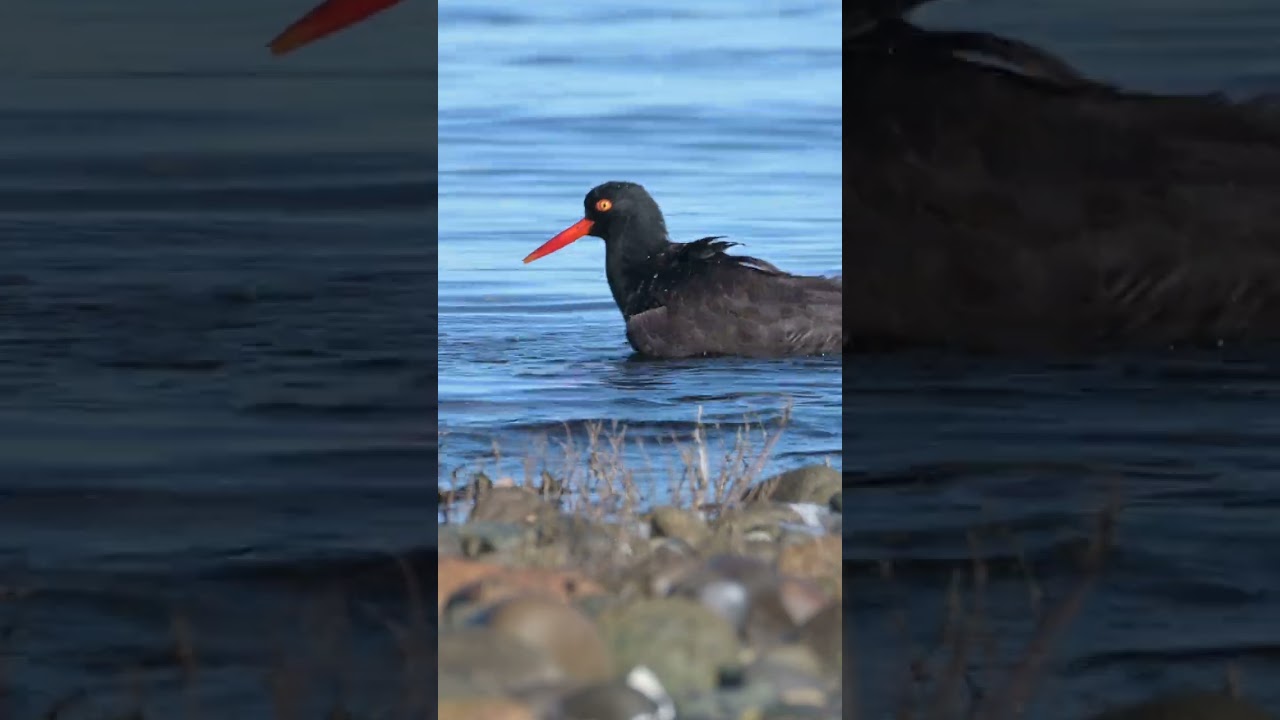 Black Oystercatcher, a rare bird #shorts