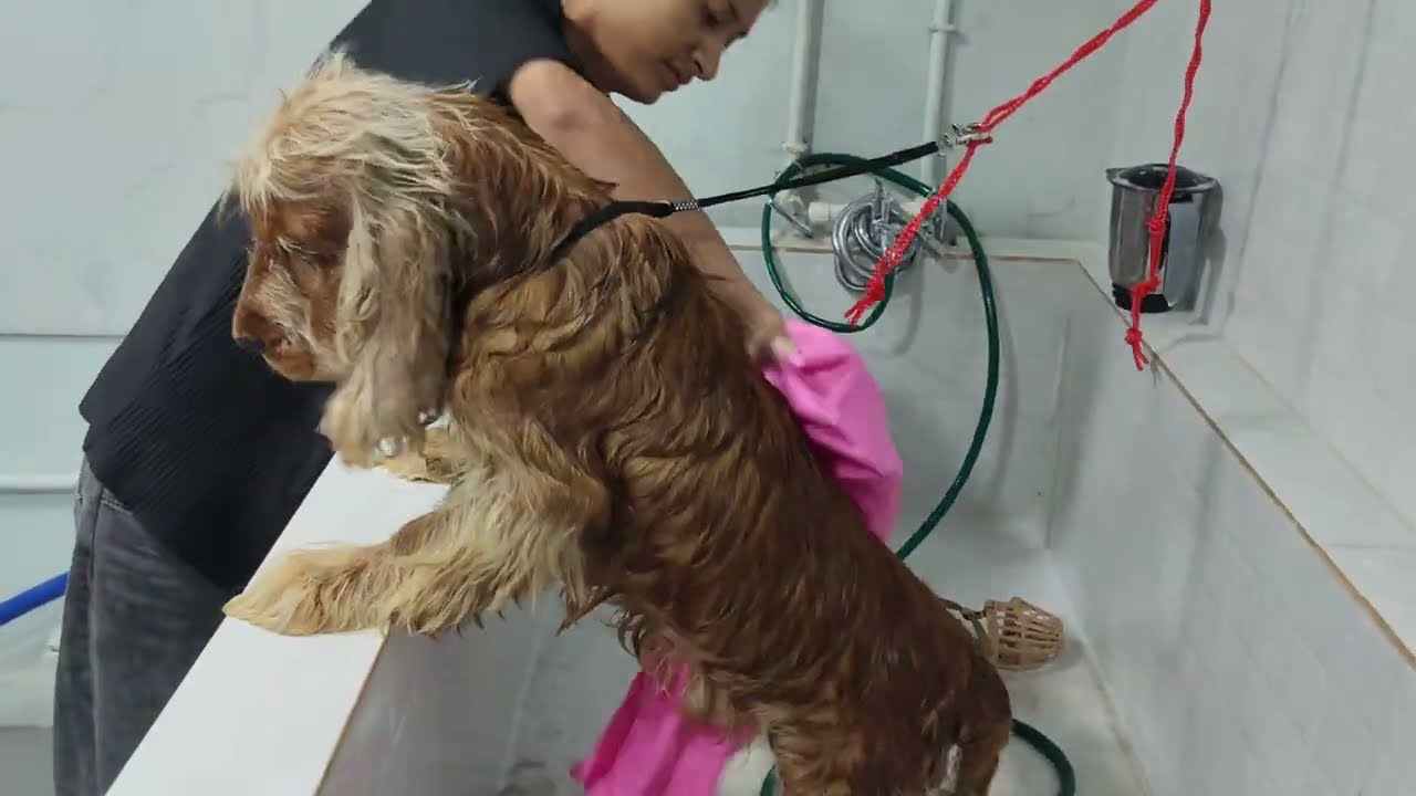 Cocker Spaniel Full Grooming 🐕‍🦺