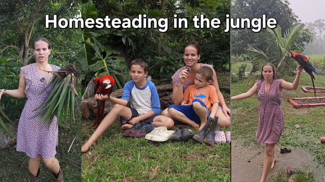 Homesteading Vlog: Planting Aloe Vera, Rescuing Macaw from Rain #Homesteading #OffGridLiving #USA