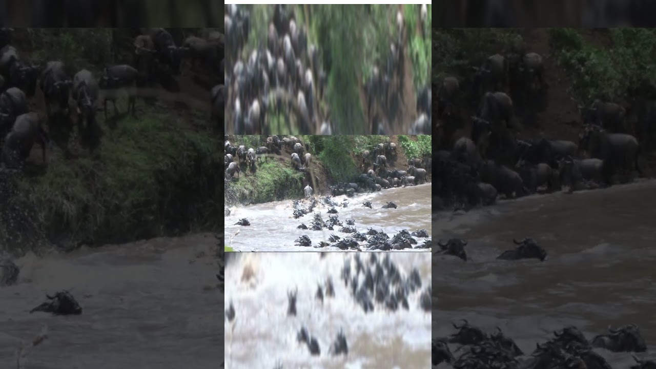 Wildebeest and Zebra's Stunning River Crossing 🦓🦌 
