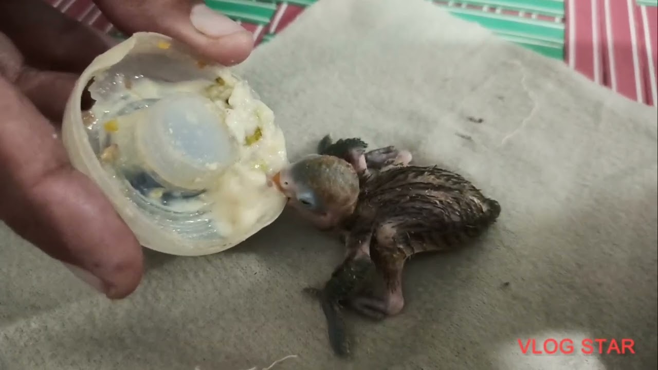 Love birds 4 Days Old chicks hand feeding | Fischer & Blue Personata