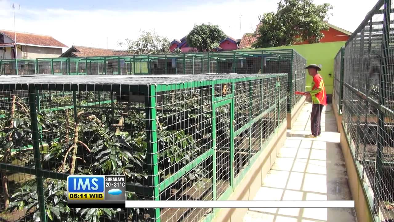 Keunggulan Kopi Luwak Khas Pegunungan Malabar, Jawa Barat - IMS