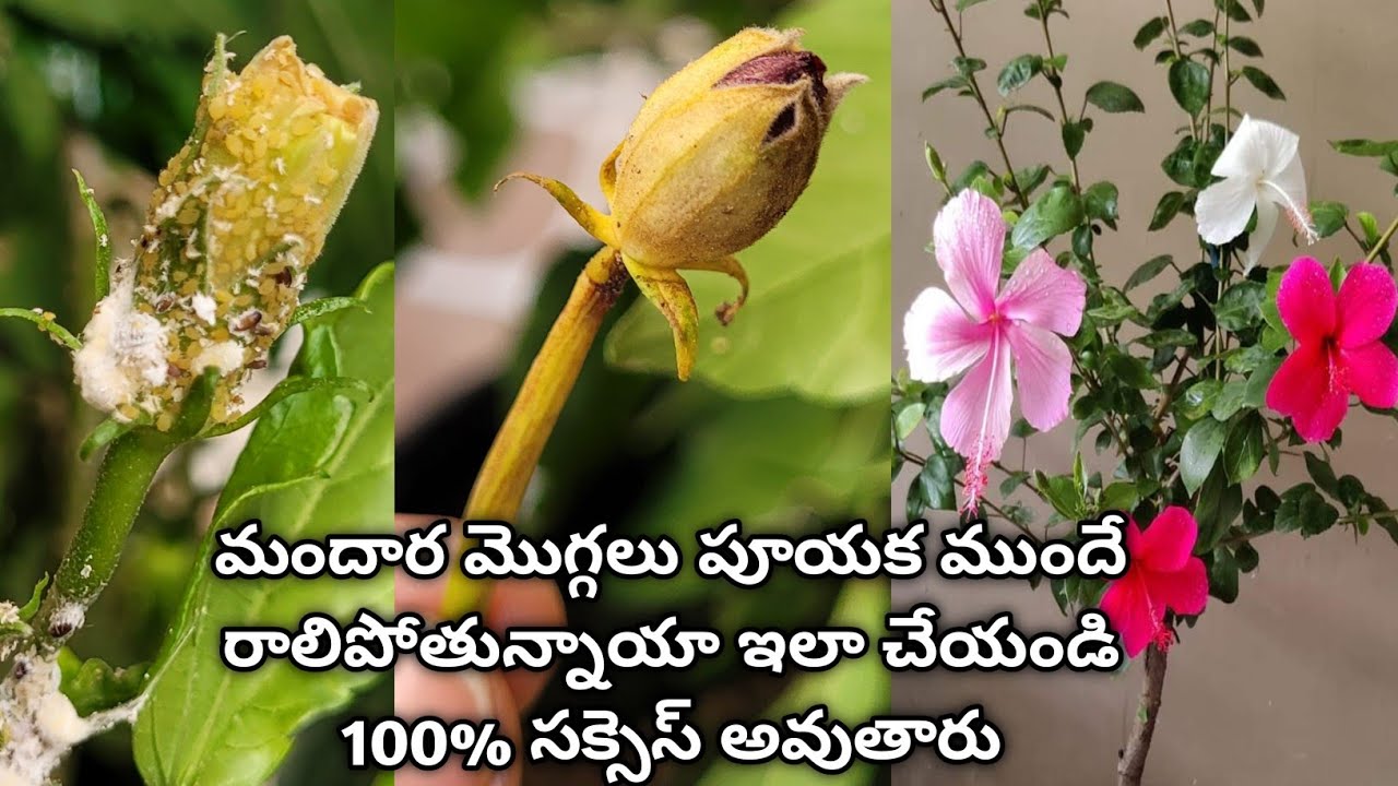 hibiscus plant care | hibiscus plant growing tips | hibiscus bud drop causes | bud drop in hibiscus