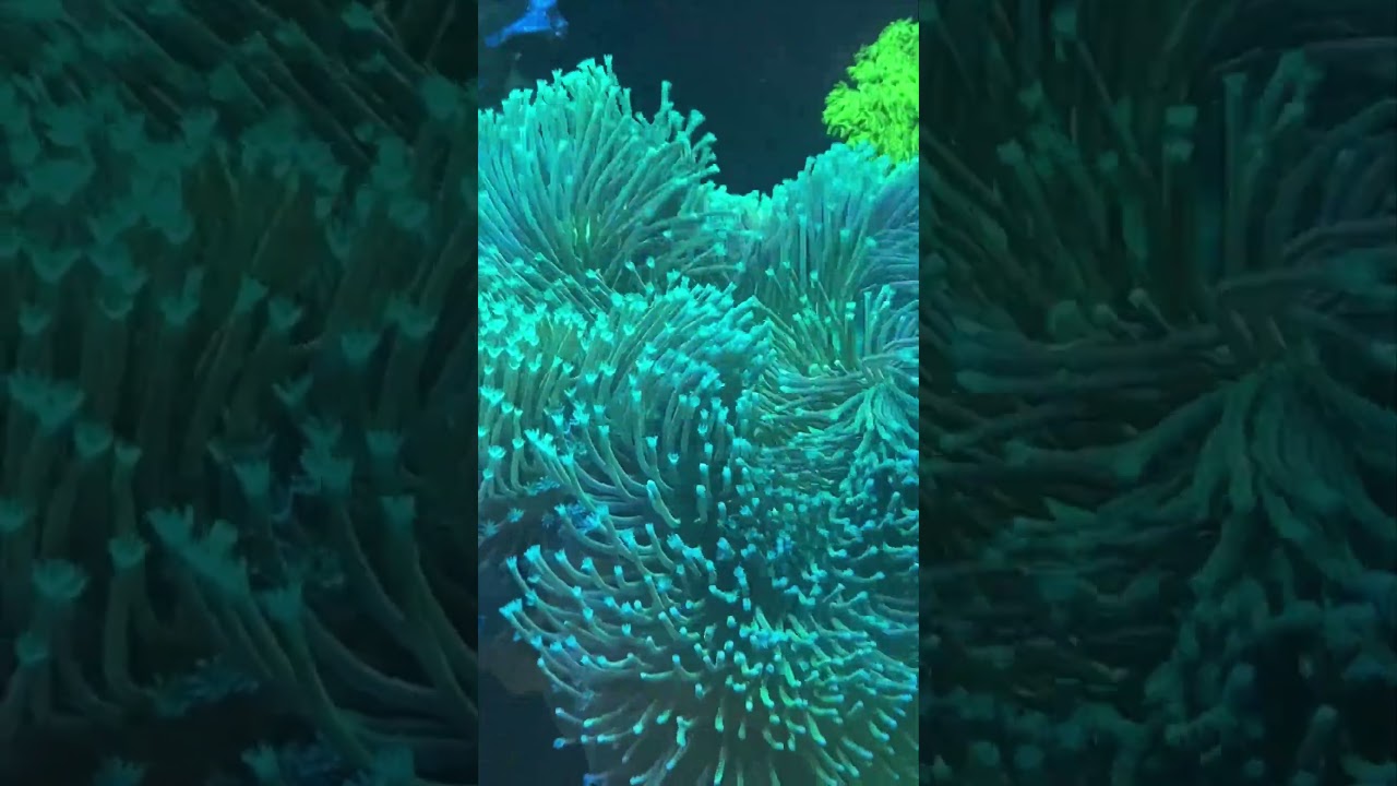 The Ultimate Flow King: Toadstool Leather Coral Showcase! 🍄🌊 #toadstoolCoral #coral #softcoral #reef