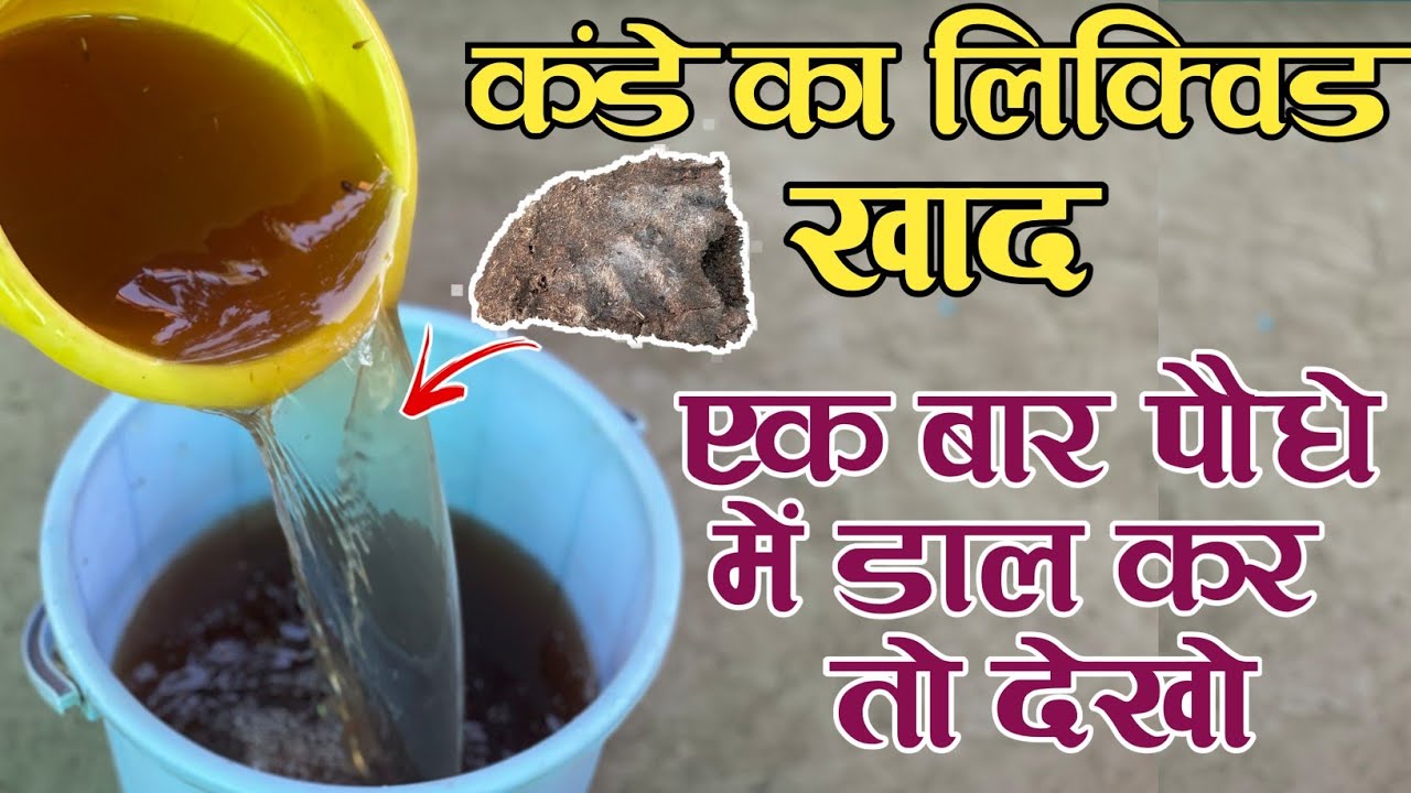 गोबर के कंडे (उपले) से बनाए शक्तिशाली खाद  बस एक बार पौधे में डाल कर देखें | Liquid Fertilizer