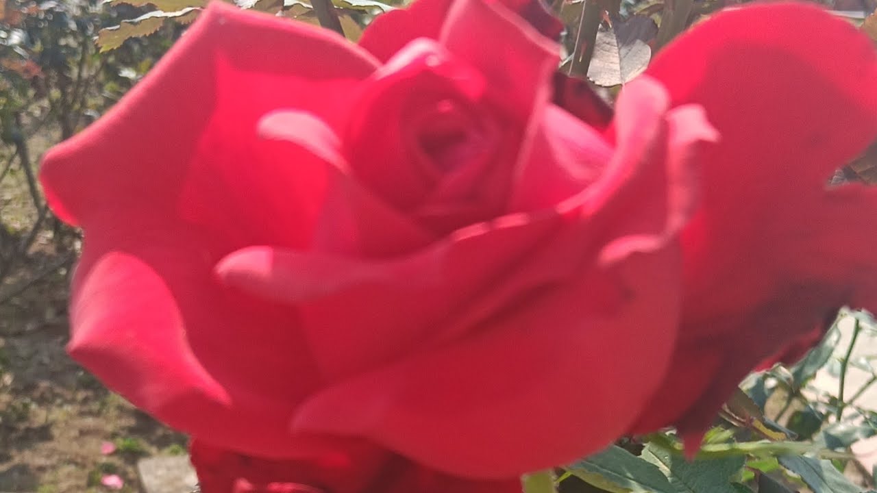 Hello everyone welcome to my live stream friends 🌺🌺