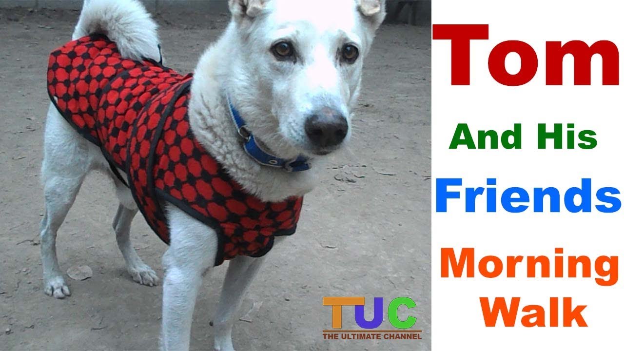 TOM And His Friends - Morning Walk : Tom Diaries : The Ultimate Channel