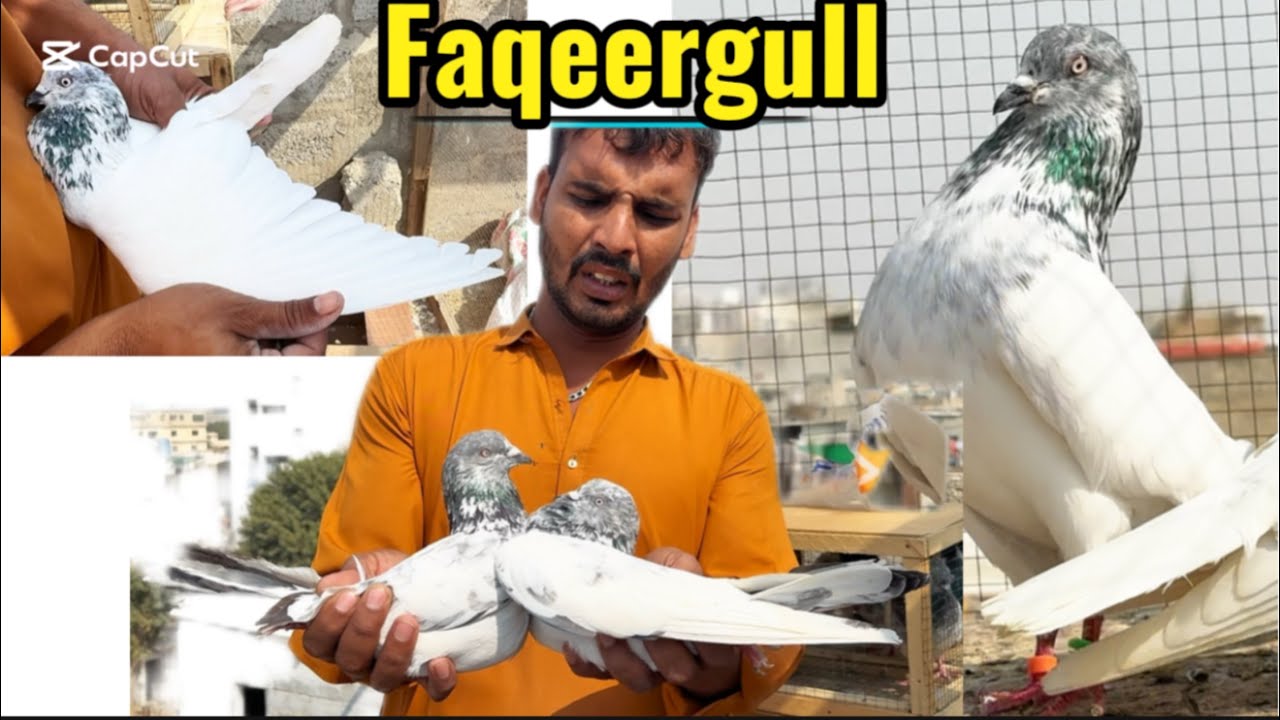 Original faqeergull kabutar || bazare kabutar || ambaly waly faqeergull ka shoq!!!