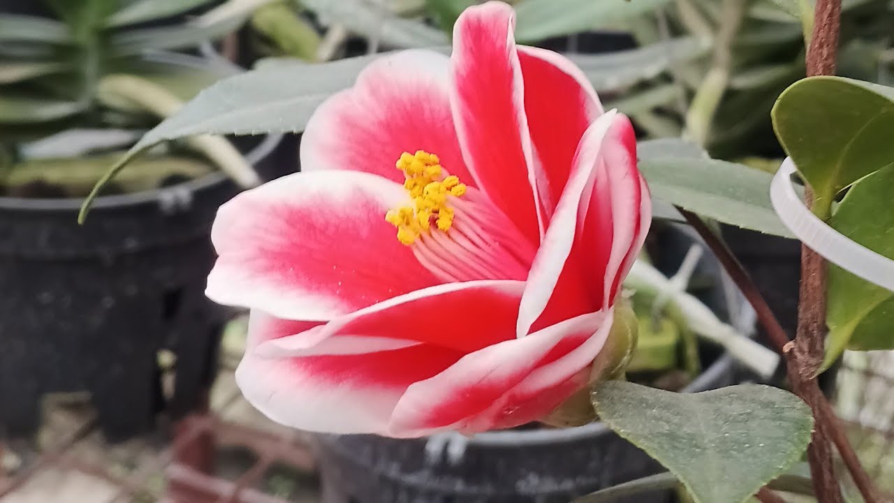 trà khổng tước  tư quý hồng lh 0972045792