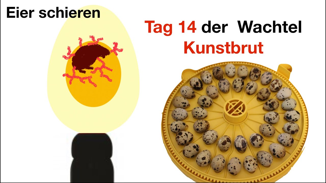Wachteleier Schieren und Eier umlegen Tag 14 der Kunstbrut von Wachteln