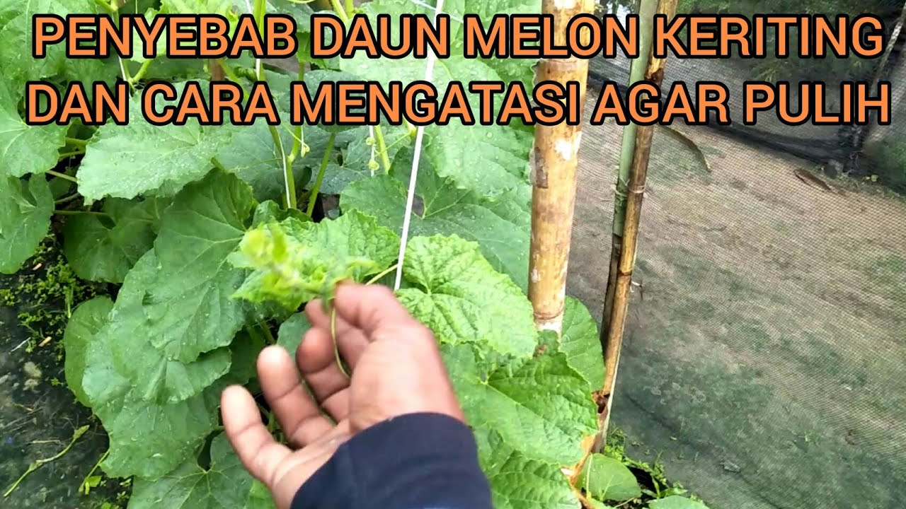 CARA MENGATASI DAUN MELON KERITING||PENYEBAB DAUN MELON KERITING