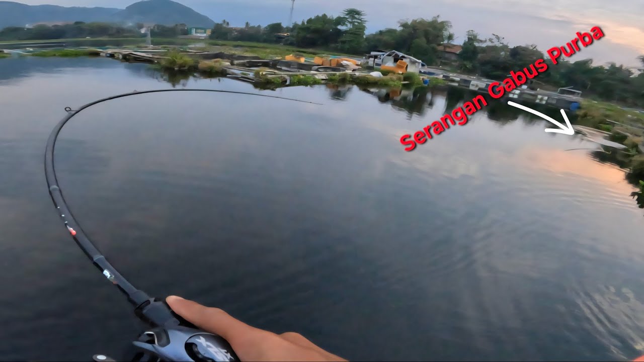 “Strike Ganas!!! Tarikan Ikan Gabus Monster Bikin Joran Melengkung”