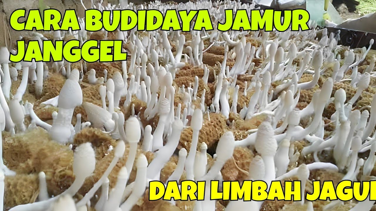 CARA BUDIDAYA JAMUR JANGGEL DARI LIMBAH JAGUNG, UNTUK PEMULA