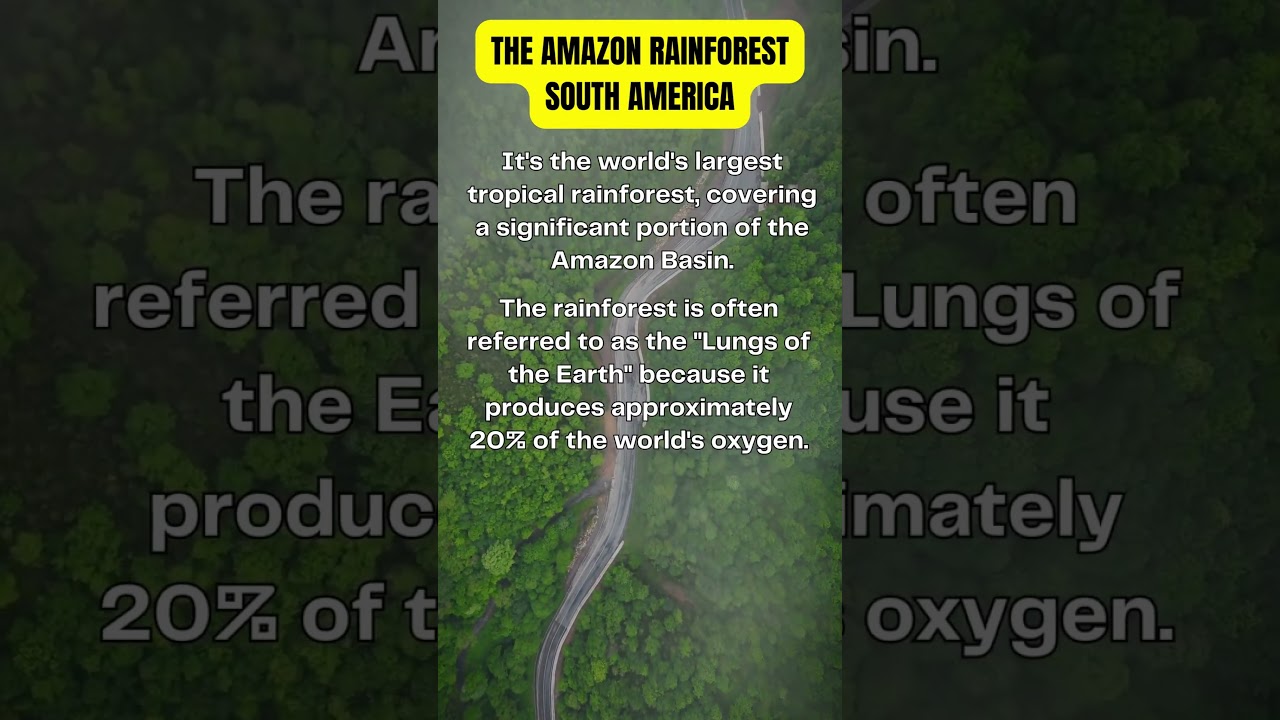 The Amazon Rainforest, South America 