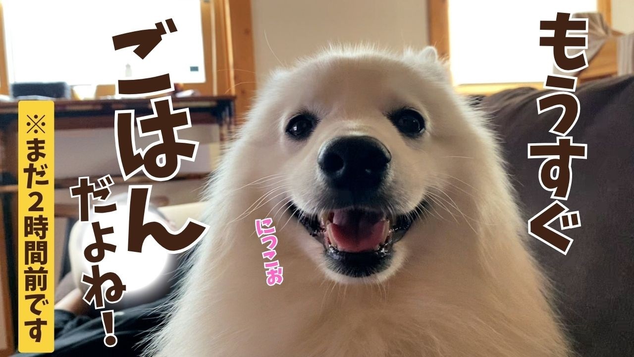 ごはん２時間前からごはんくださいアピールを頑張る日本スピッツ犬