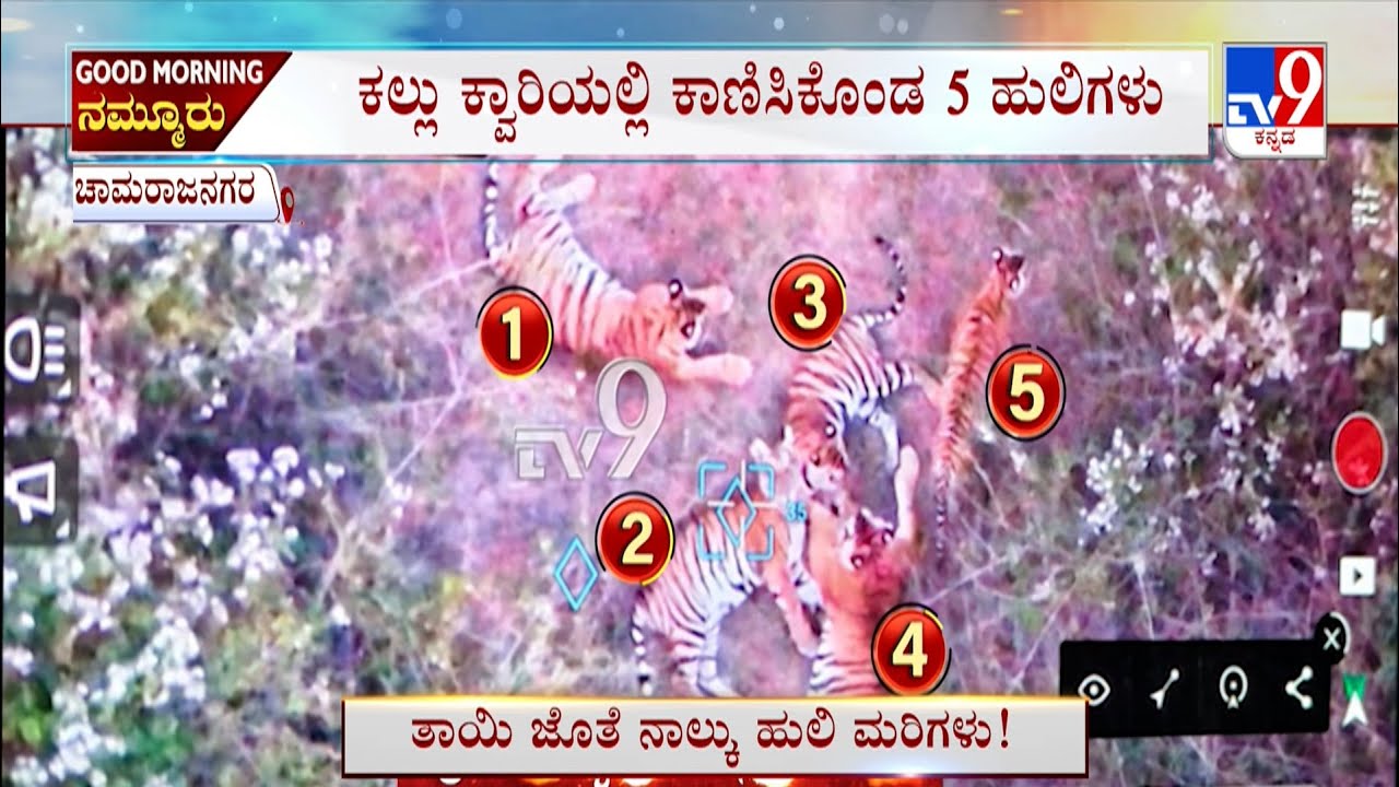 Five Tigers Spotted Near Chamarajanagar: ಚಾಮರಾಜನಗರದಲ್ಲಿ ಒಂದೇ ಕಡೆ 5 ಹುಲಿಗಳು ಪ್ರತ್ಯಕ್ಷ