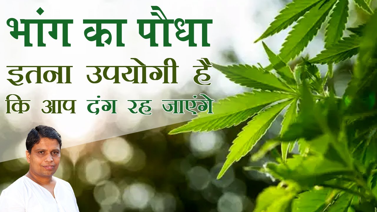 भांग का पौधा इतना उपयोगी है कि आप दंग रह जाएंगे | Acharya Balkrishna