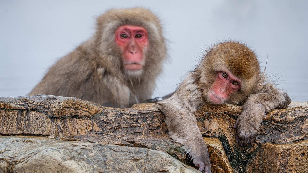 Japanese Snow Monkeys in Onsen 🐒♨️ | Photography Walk | Jigokudani Snow Monkey Park | 4K  ASMR Vlog