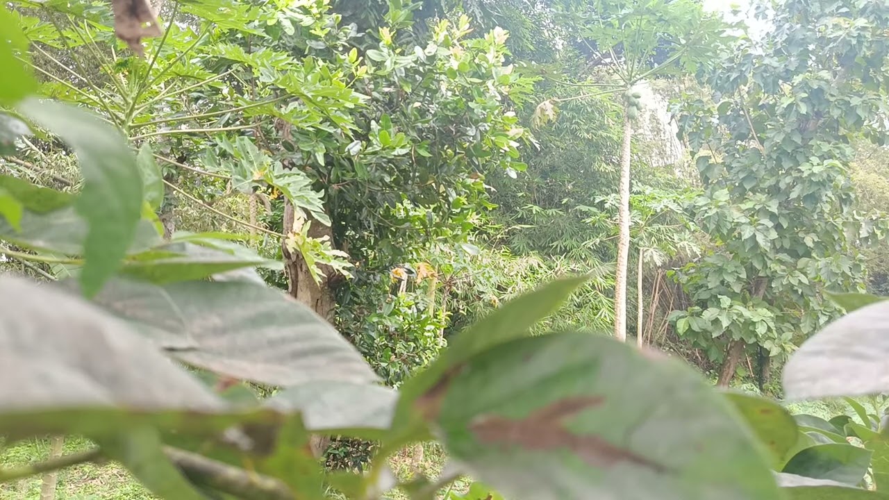Nature sound relaxation