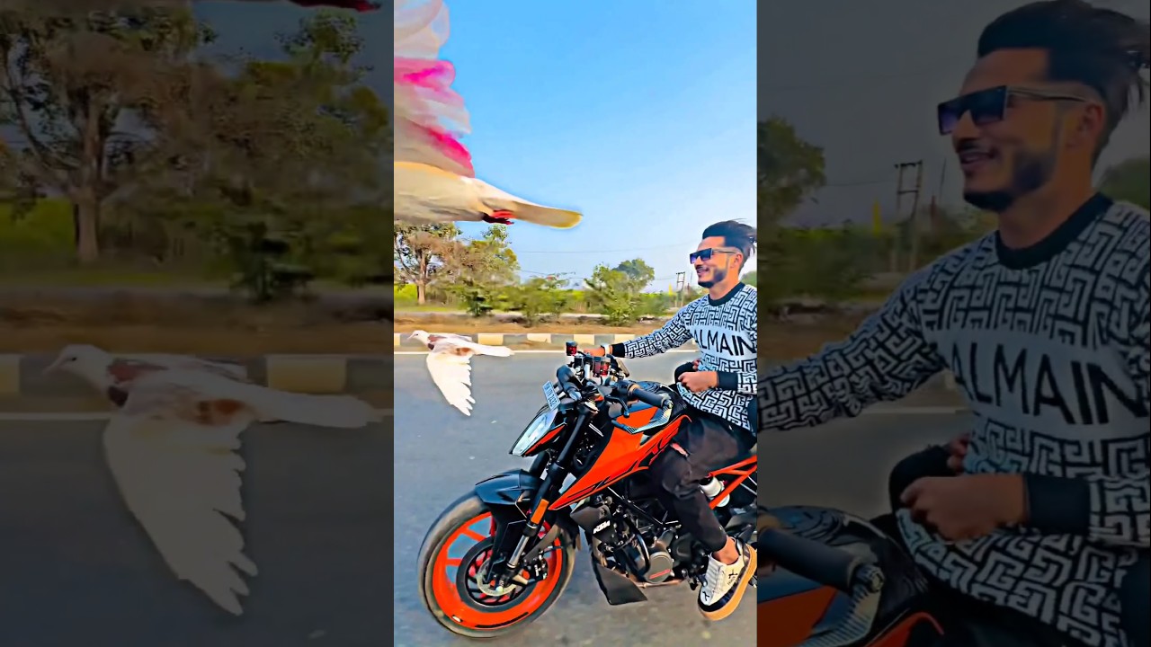 do kabutar reaction 💯🔥🫨#publicreaction #pigeon #kabutar #kabutarstatus #trending #viralvideo #short