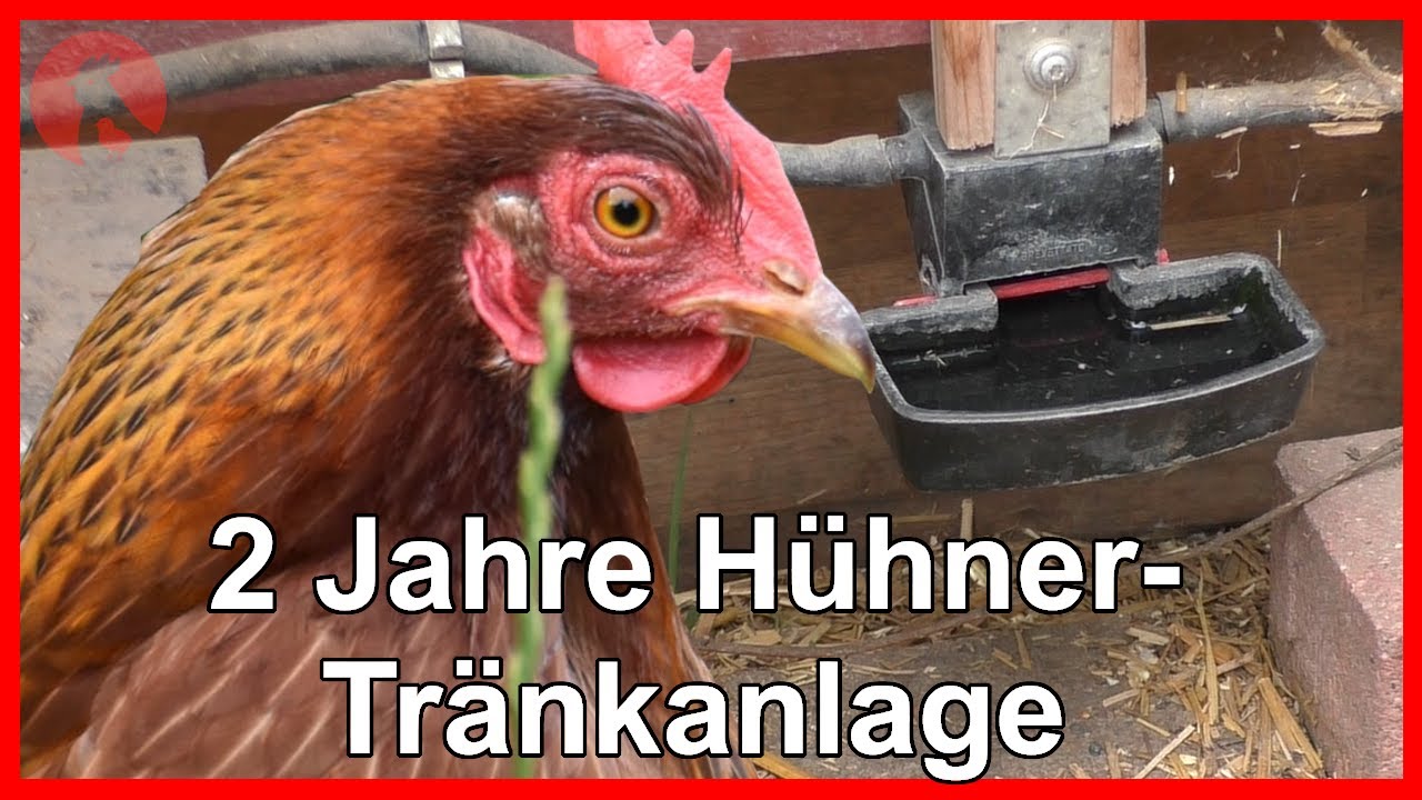120 - 2 Jahre automatische Tränkanlage bei meinen Hühnern - Erfahrungsbericht Pro/Contra