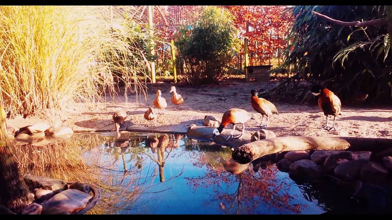 Mixed collection of exotic waterfowl