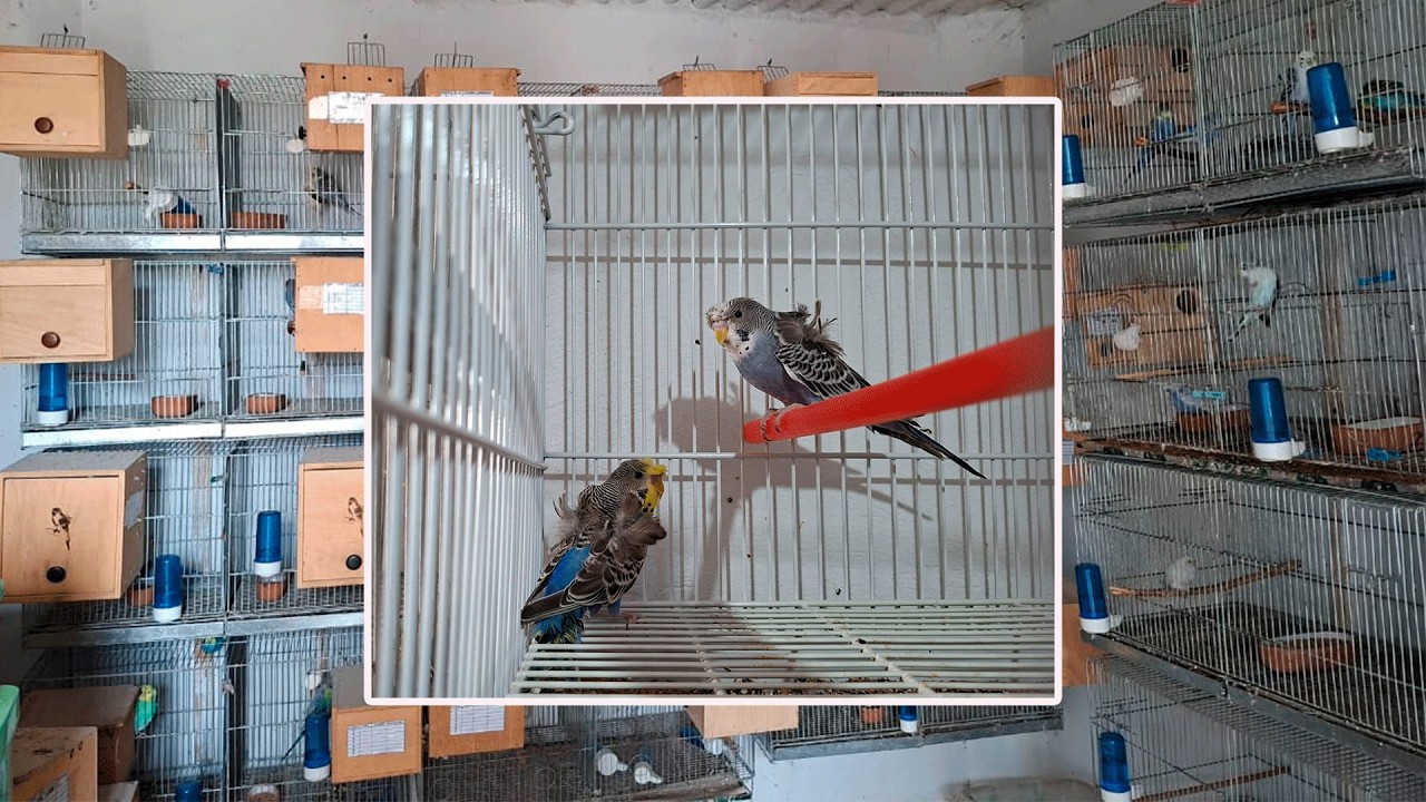 FORMANDO NUEVAS PAREJAS DE PERIQUITOS.😎😎