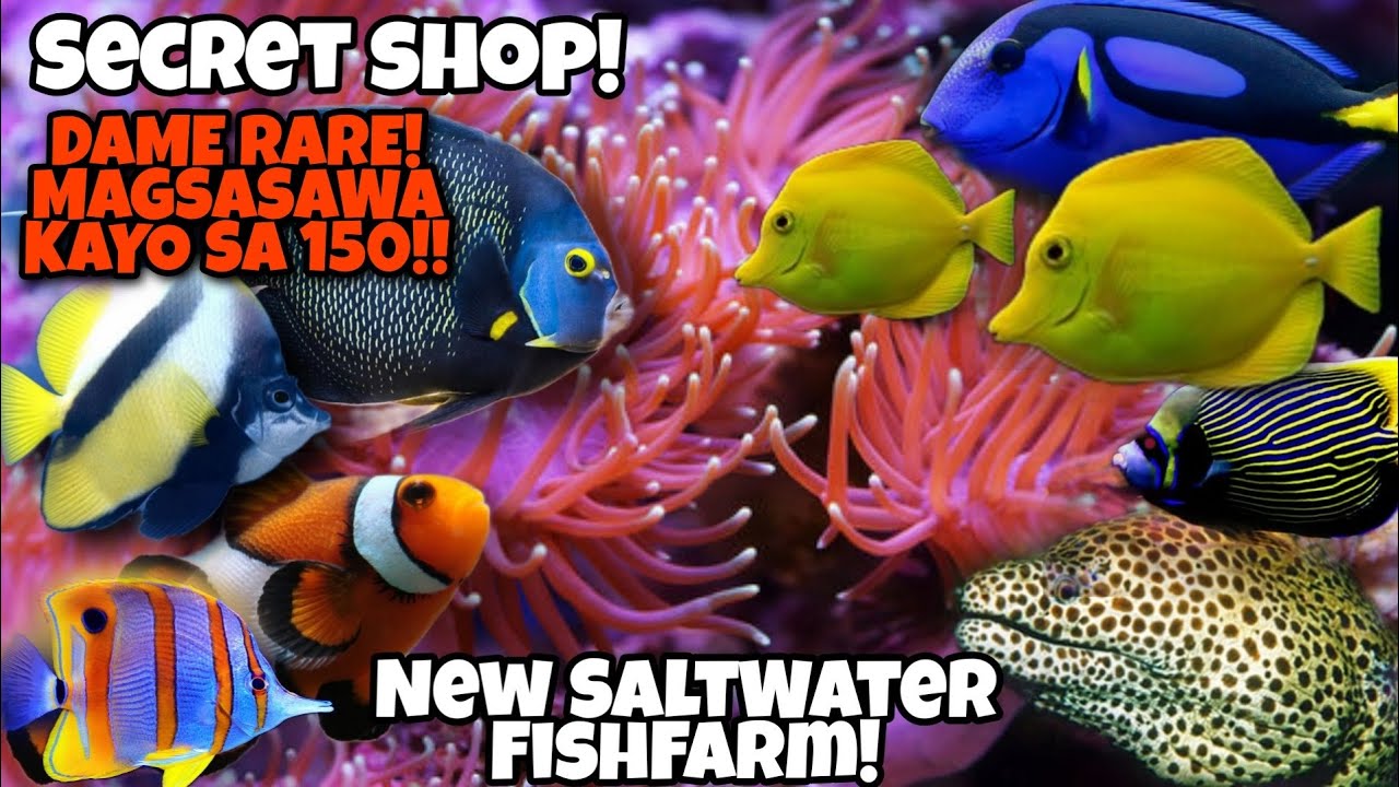 SECRET SHOP!NEW SALTWATER FISHFARM UNLOCK!DAMING RARE FISH AT MAGSASAWA KAYO SA 150!ANG MURA GRABE!😱