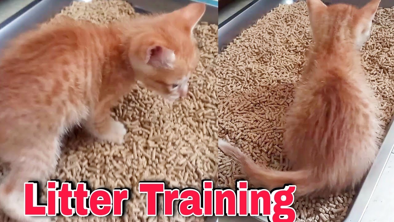 Kitten learning to use the litter box - Big Surprise Coming -  CatsLifePH